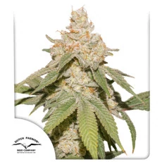 Auto SFV OG Auto SFV OG