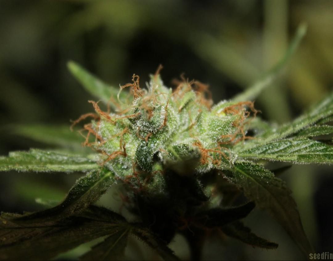 strain_thumbnail
