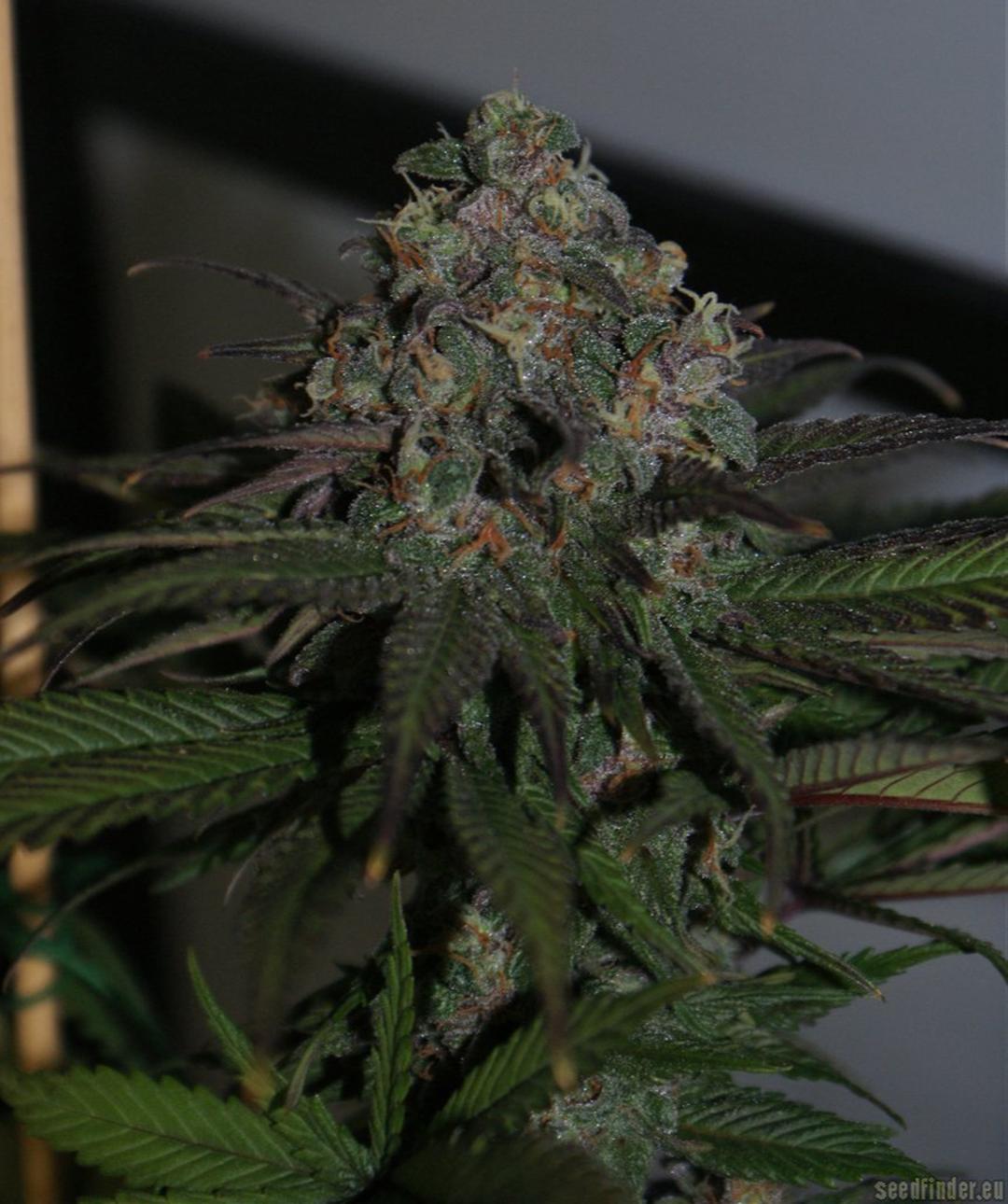 strain_thumbnail
