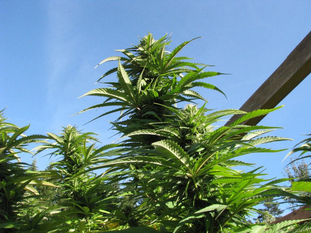 strain_thumbnail