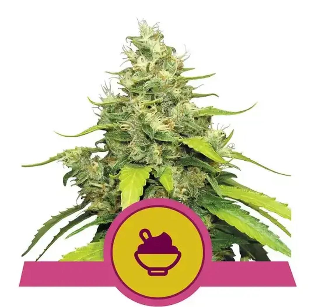 strain_thumbnail
