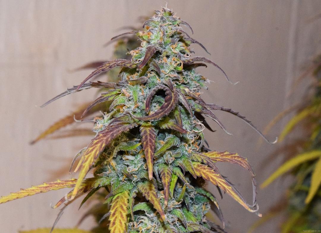 strain_thumbnail