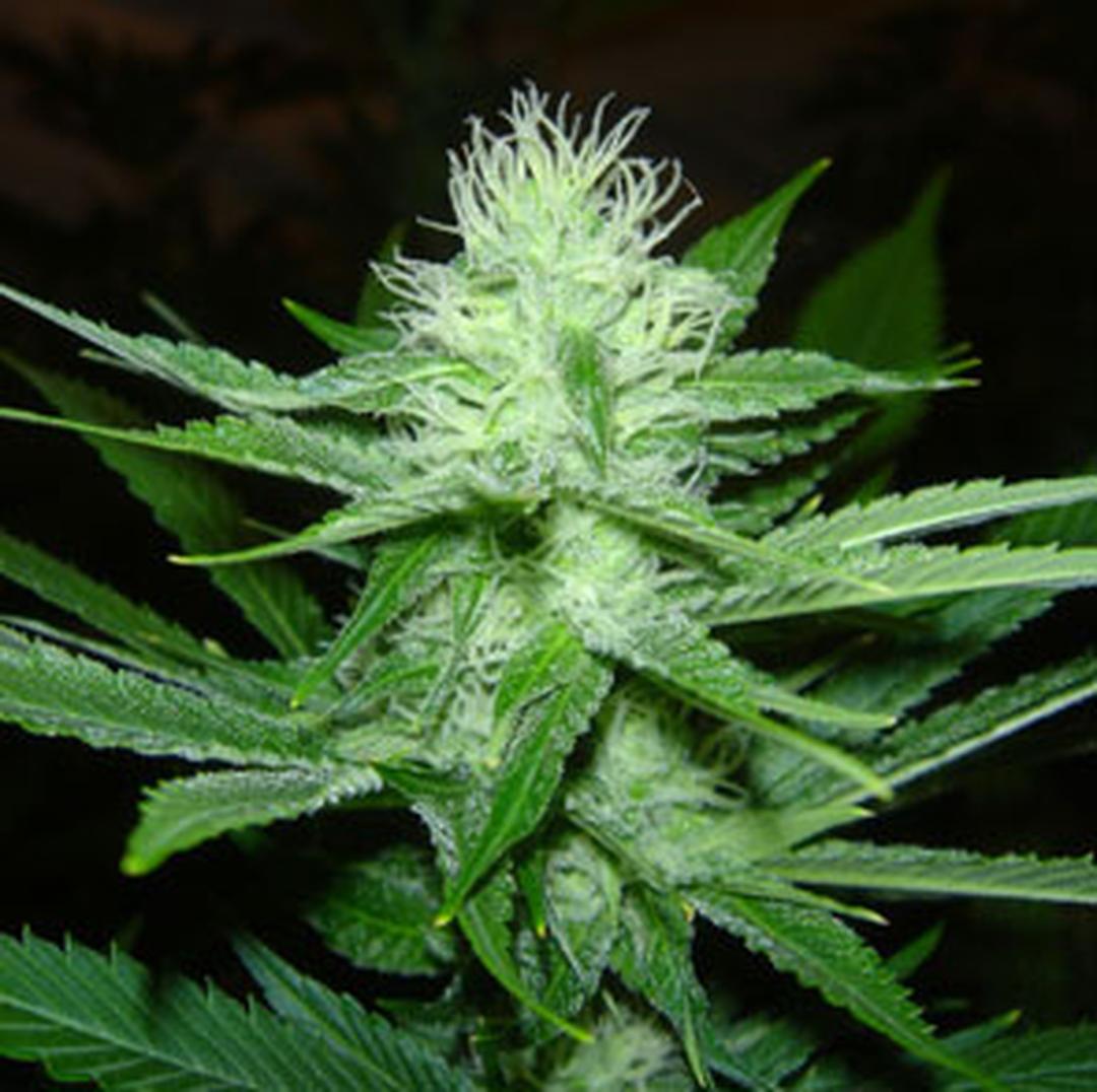 strain_thumbnail