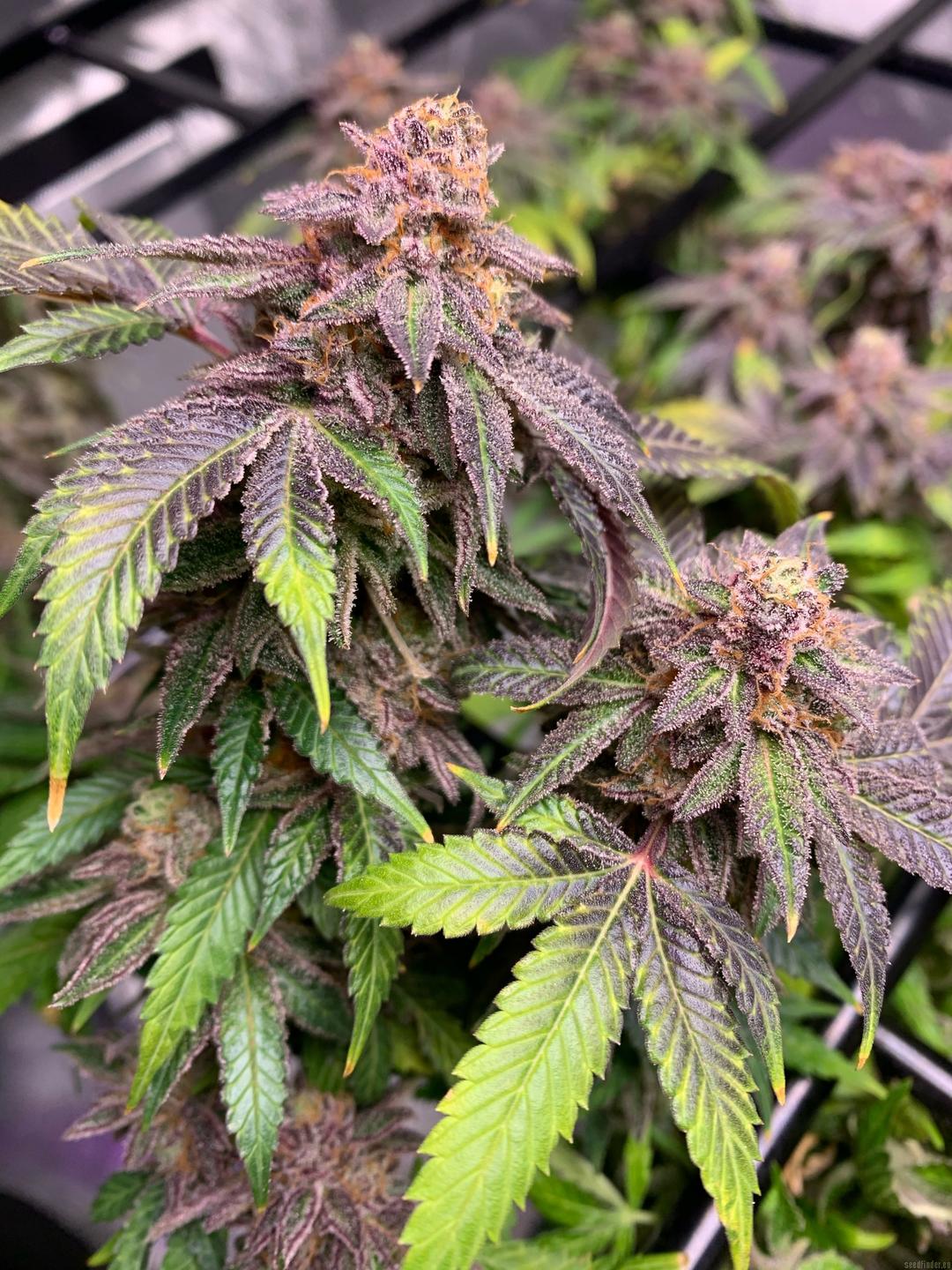 strain_thumbnail