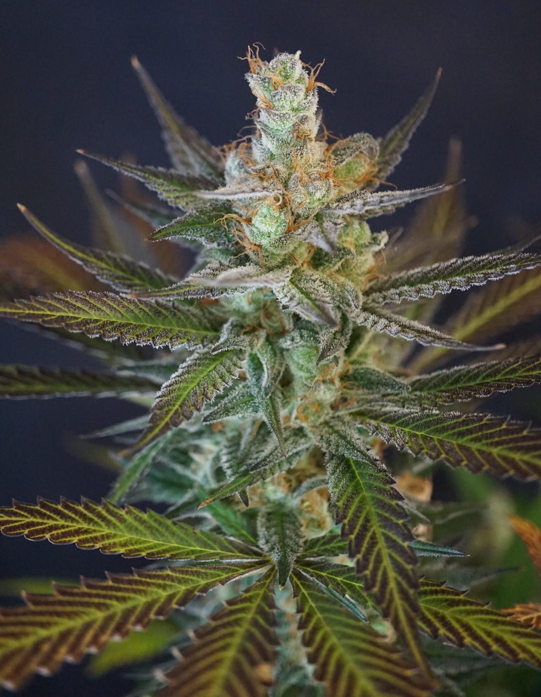 strain_thumbnail