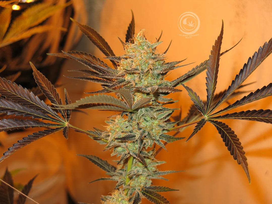 strain_thumbnail