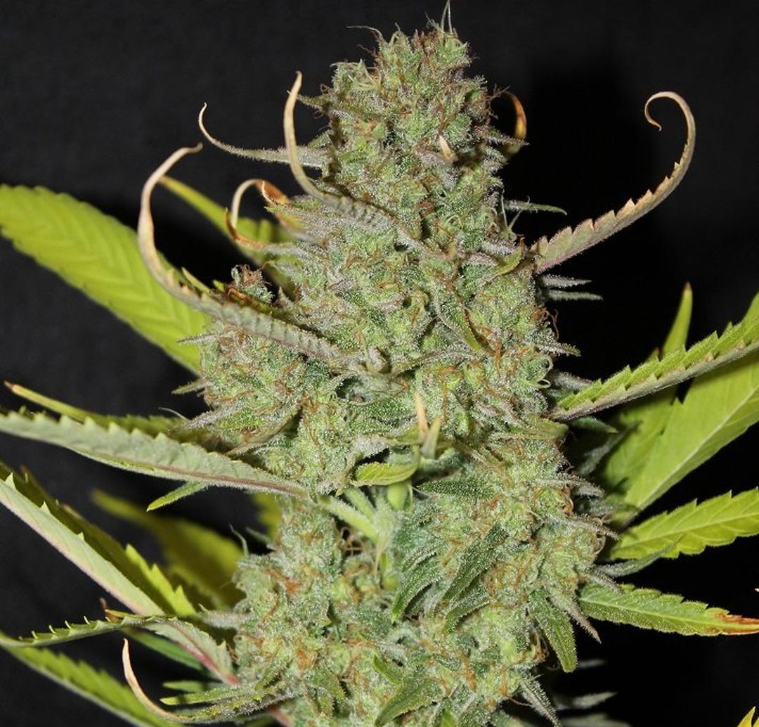 strain_thumbnail