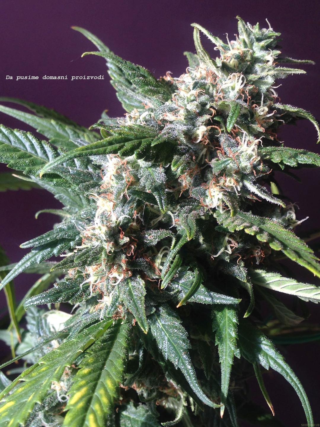 strain_thumbnail