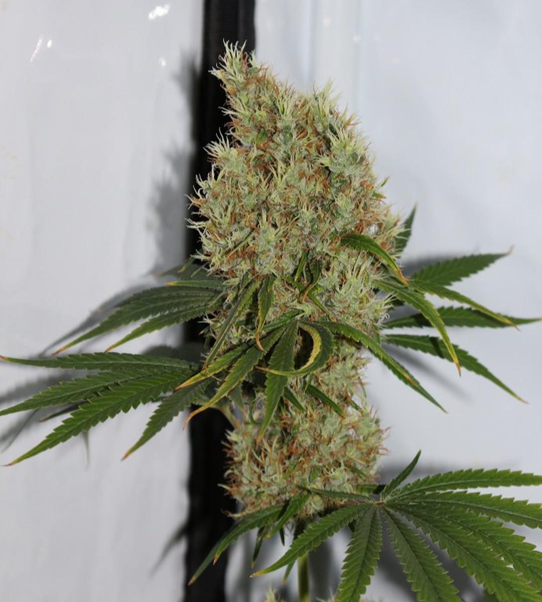 strain_thumbnail