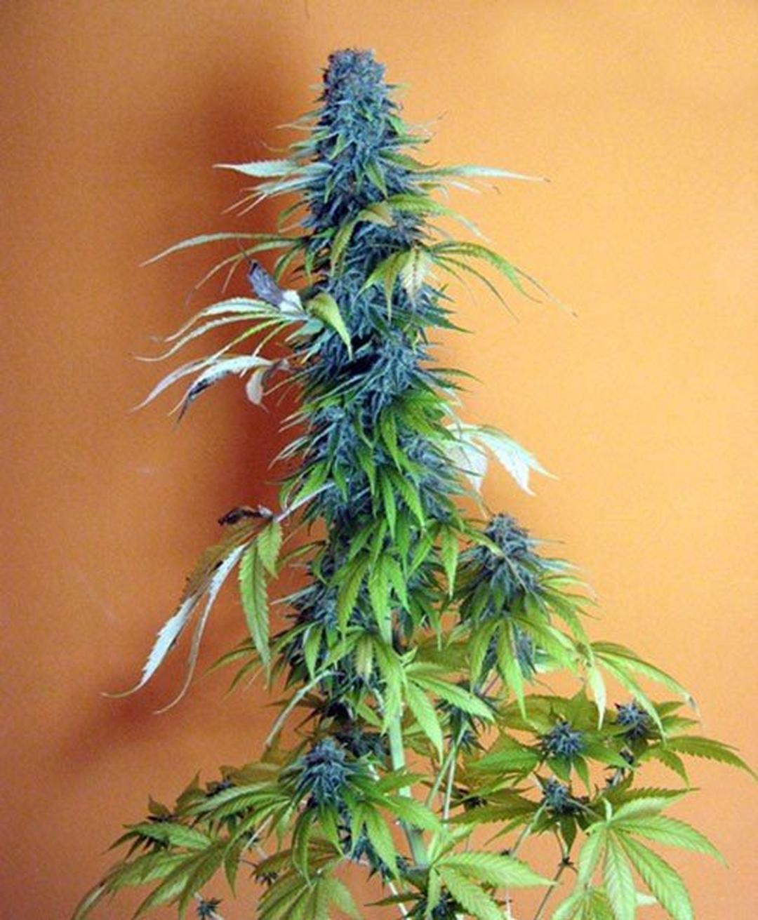strain_thumbnail