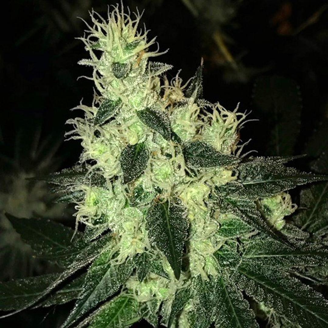 strain_thumbnail