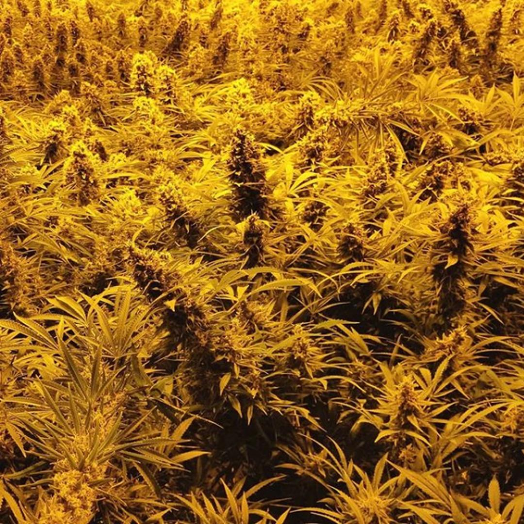 strain_thumbnail