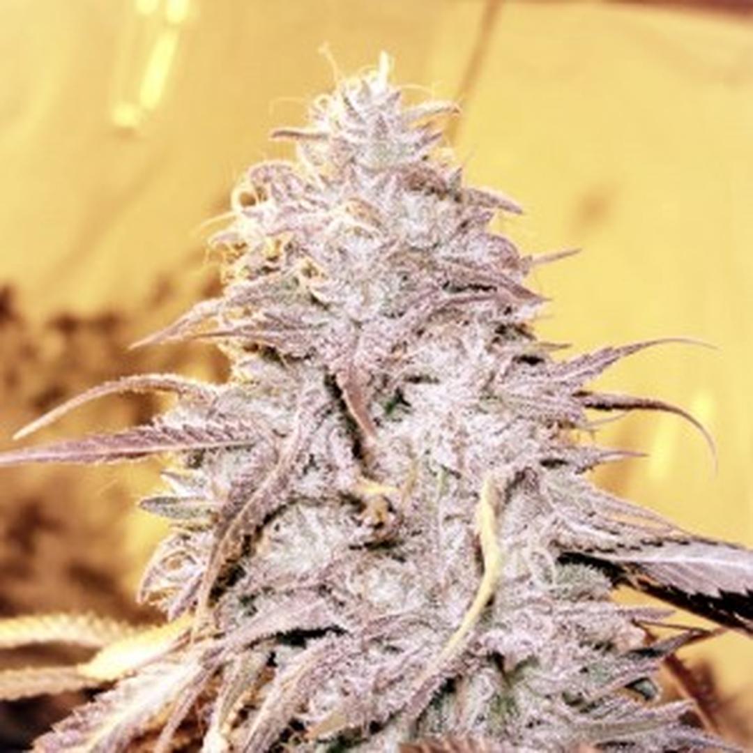 strain_thumbnail