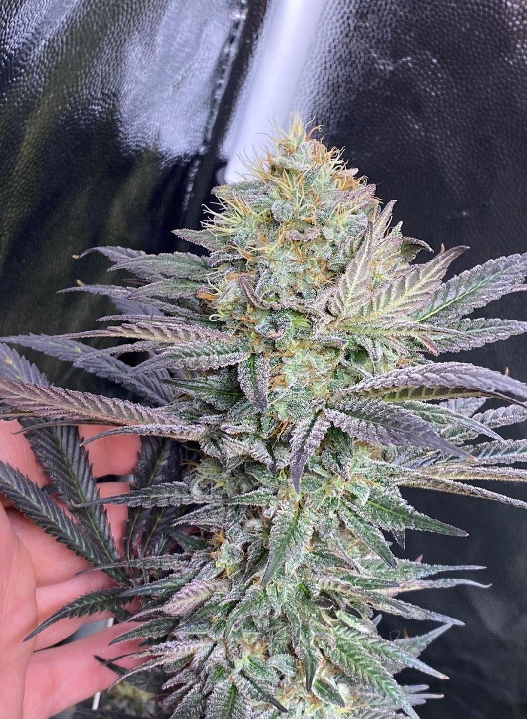 strain_thumbnail