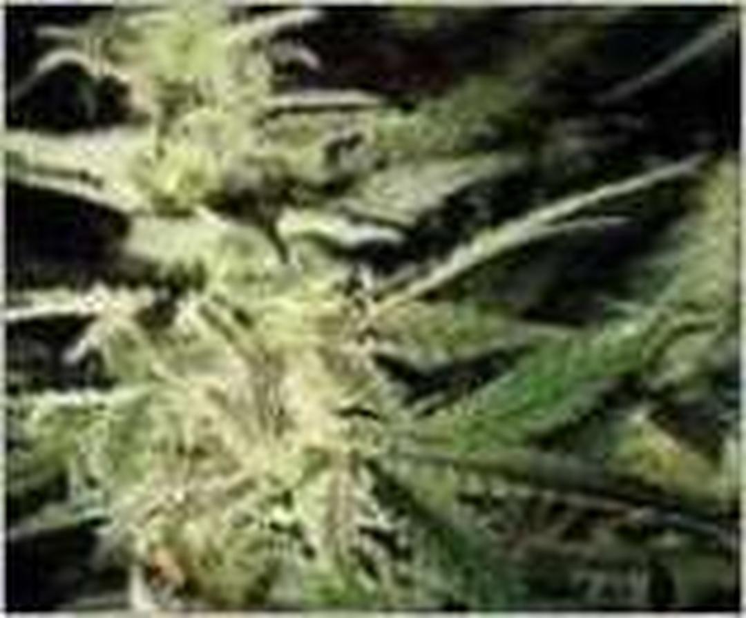 strain_thumbnail