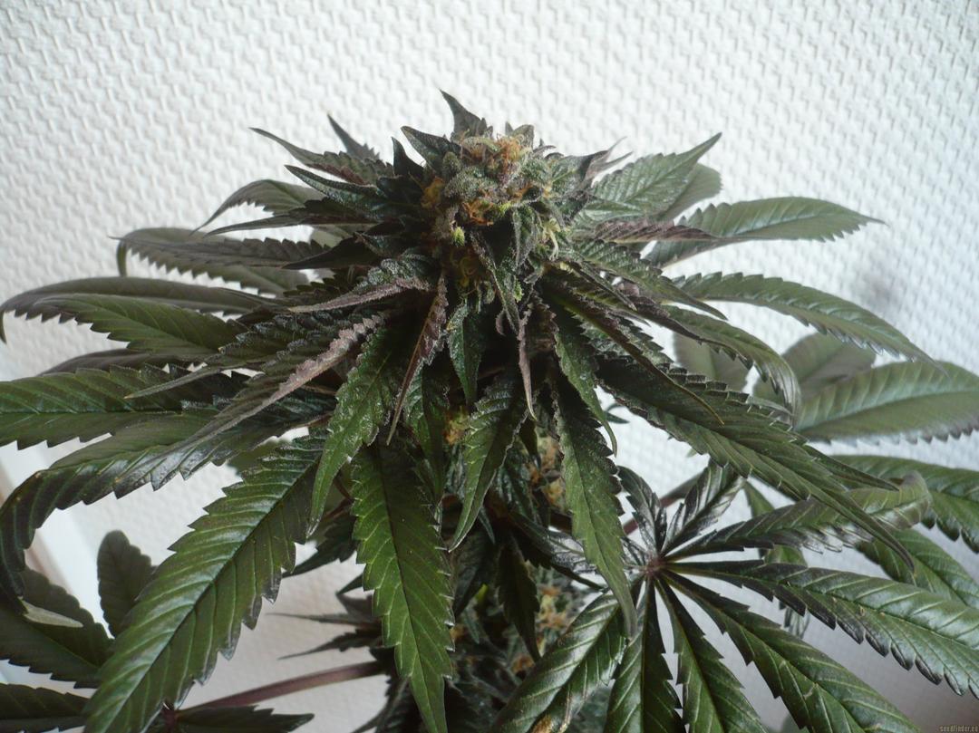 strain_thumbnail
