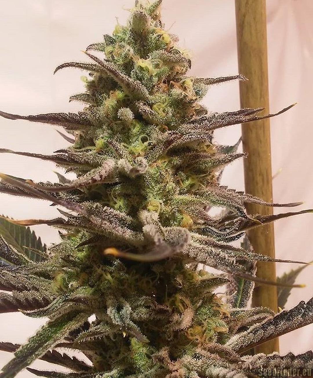 strain_thumbnail