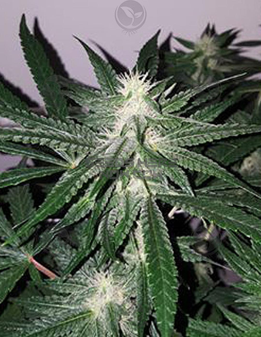 strain_thumbnail