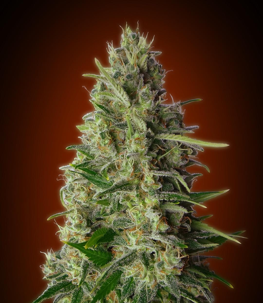 strain_thumbnail