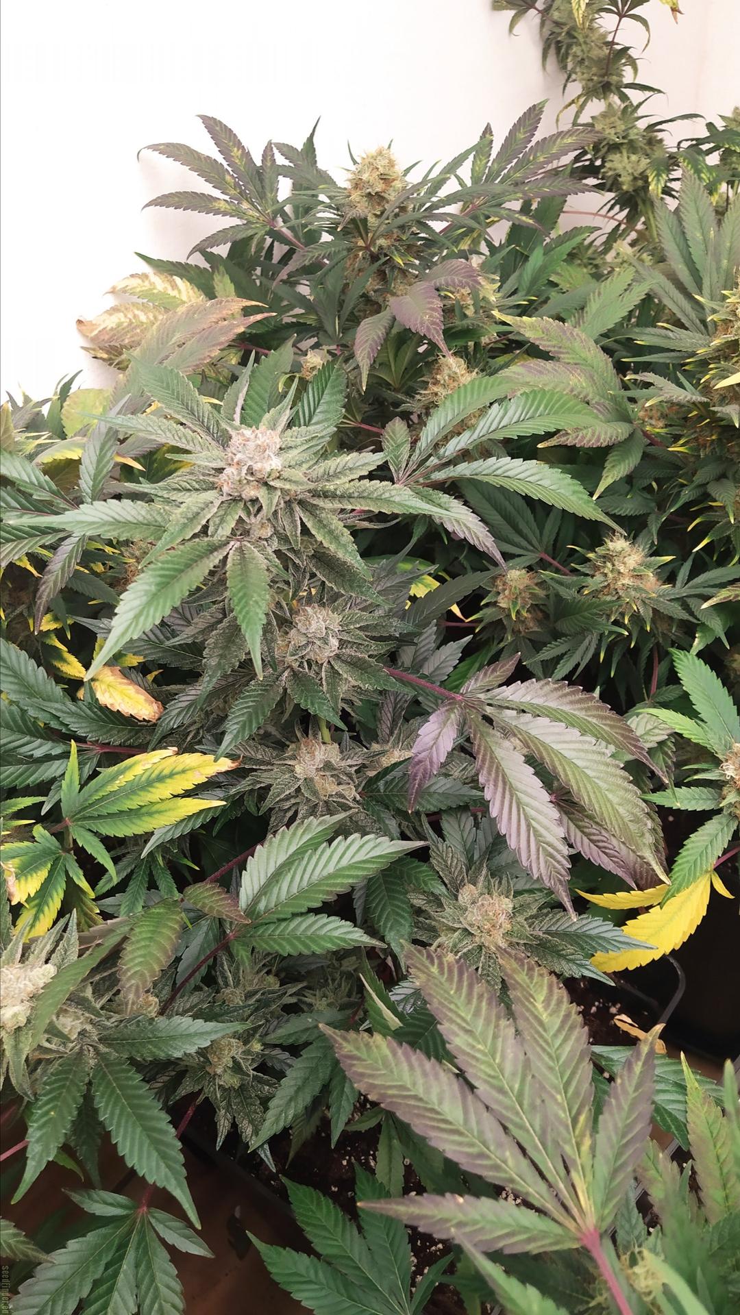 strain_thumbnail