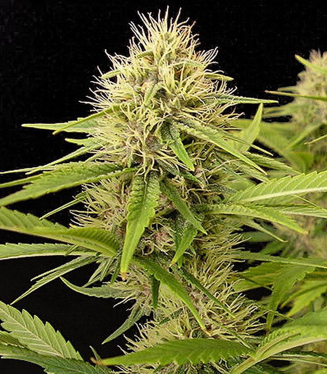 strain_thumbnail