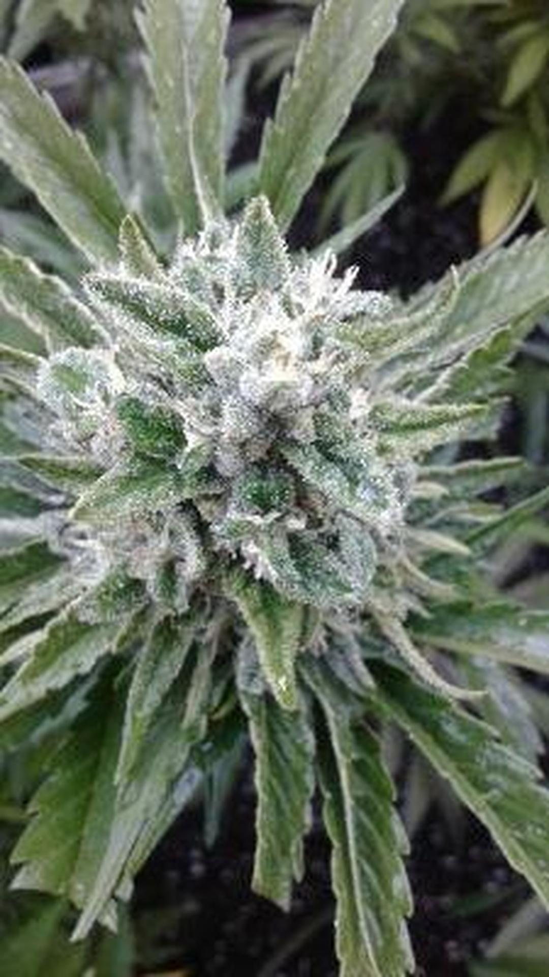strain_thumbnail