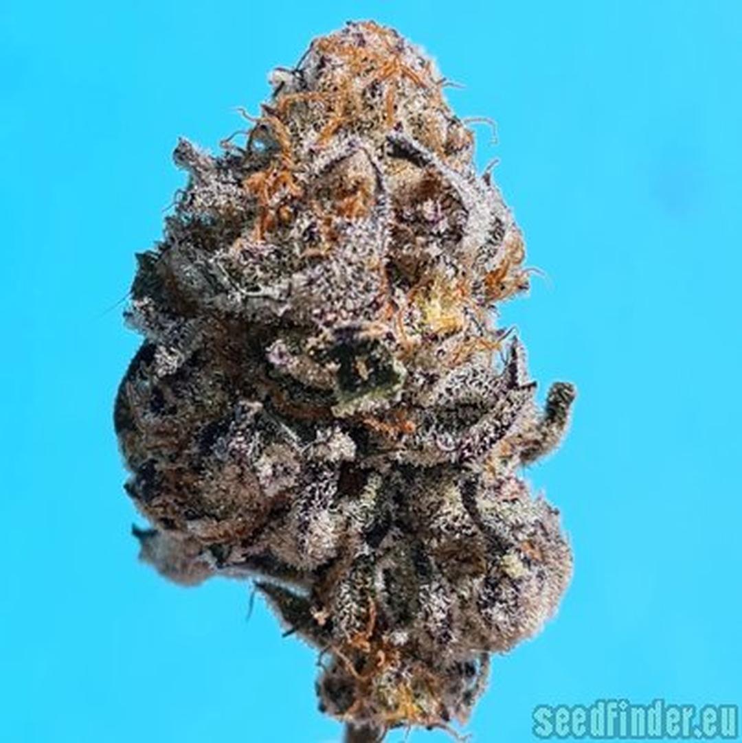 strain_thumbnail