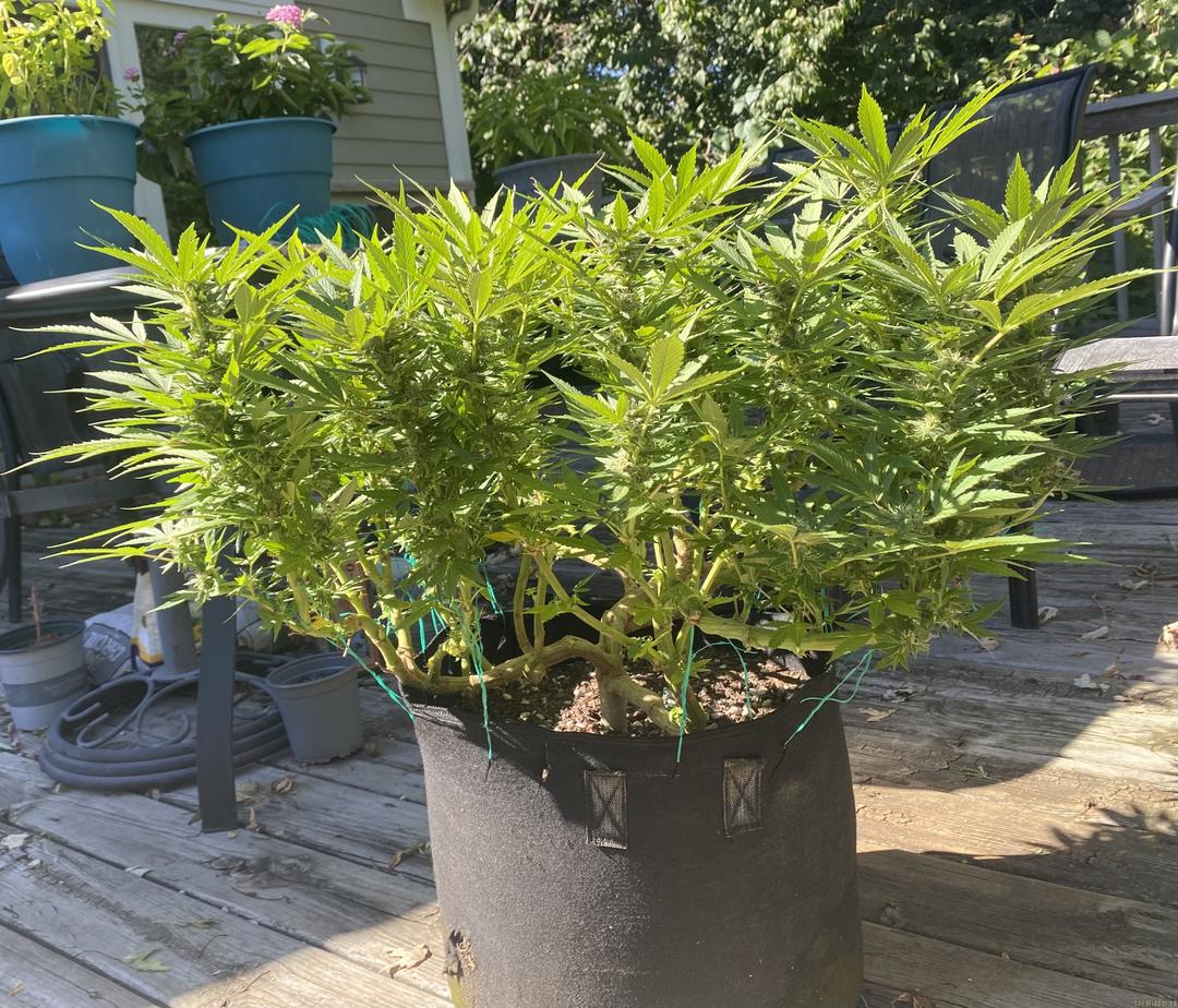 strain_thumbnail
