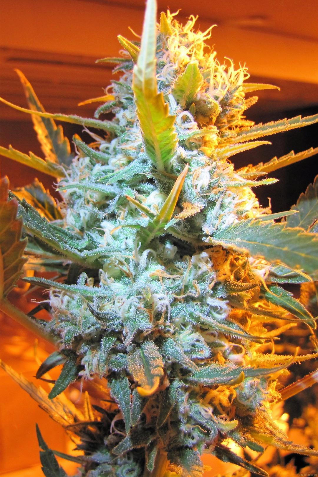 strain_thumbnail