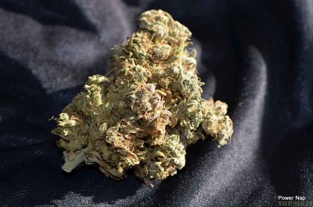 strain_thumbnail