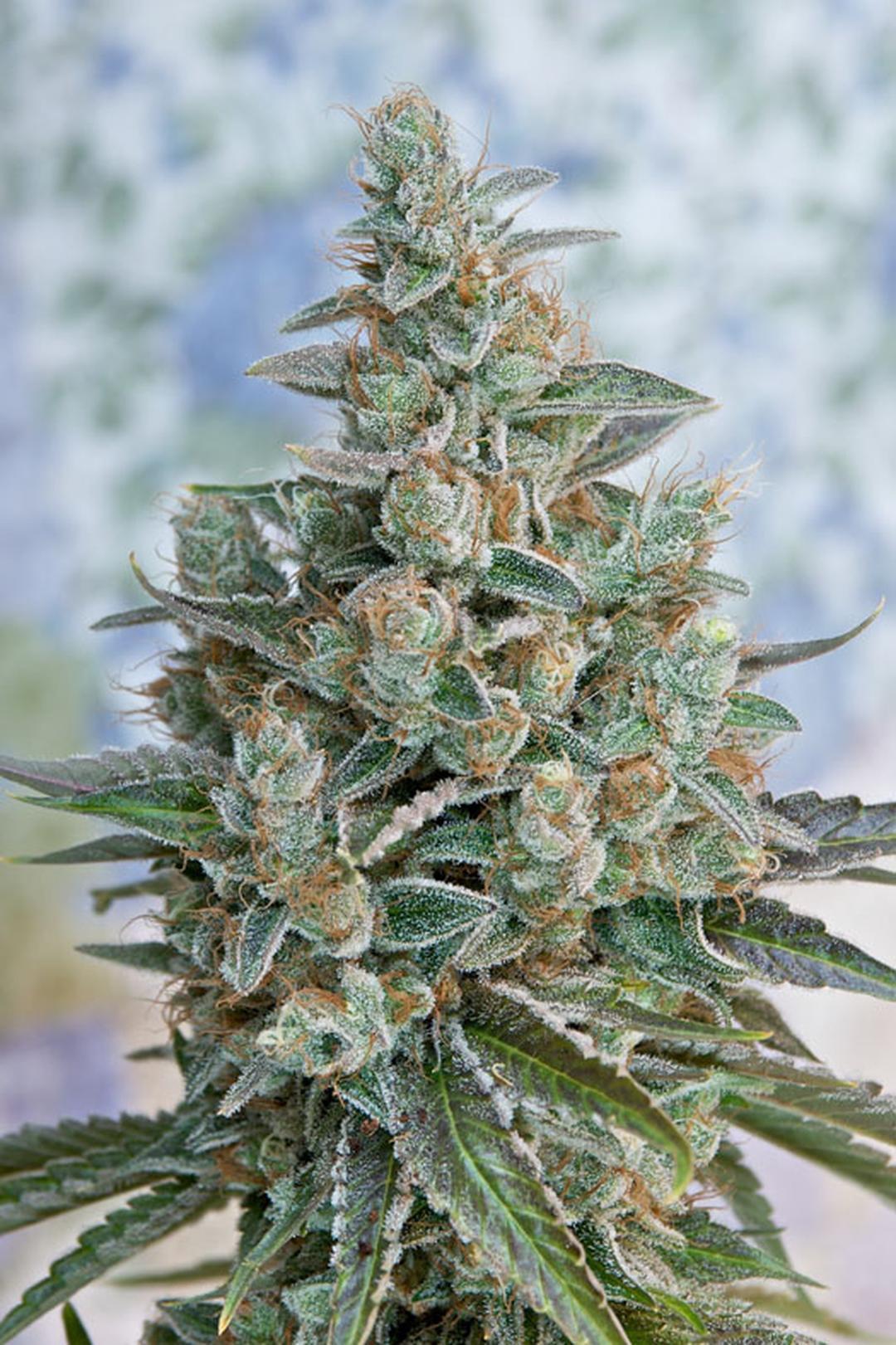 strain_thumbnail