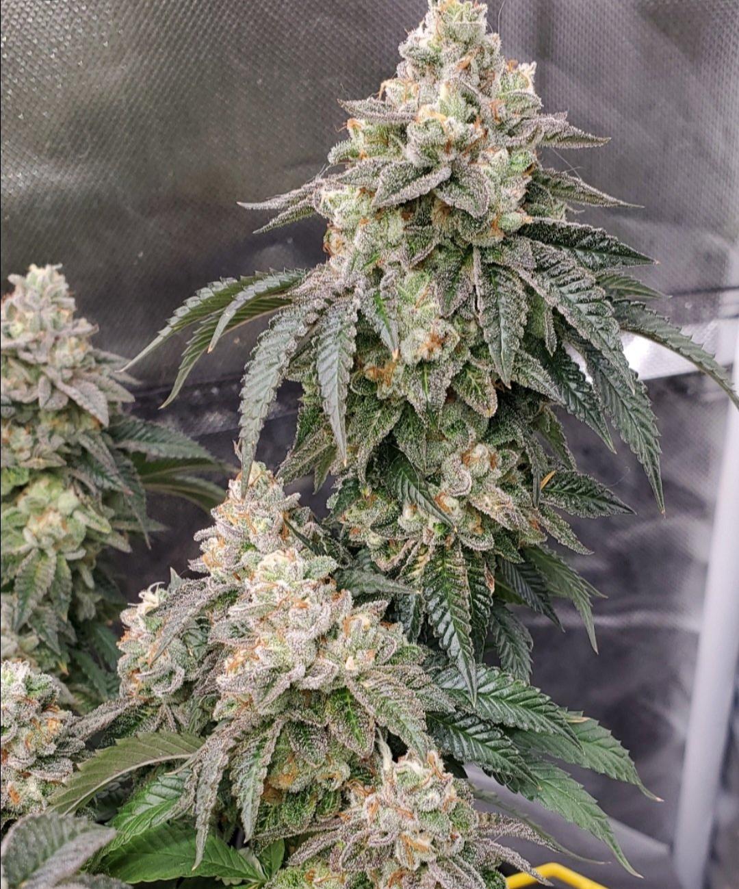 strain_thumbnail