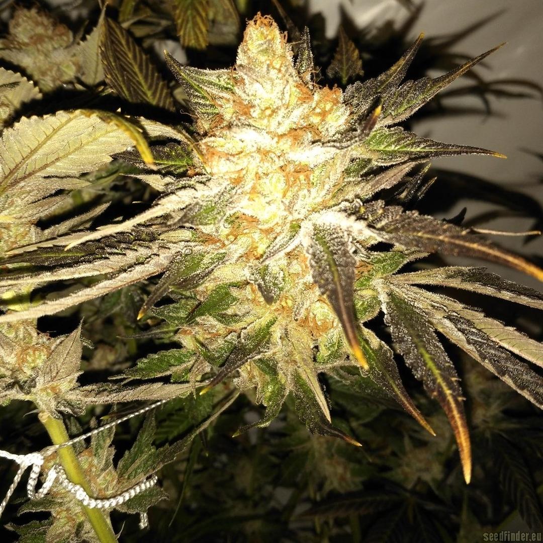 strain_thumbnail