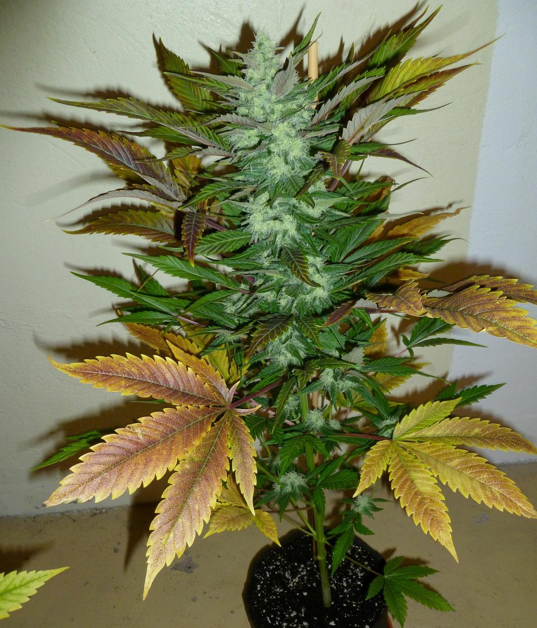 strain_thumbnail