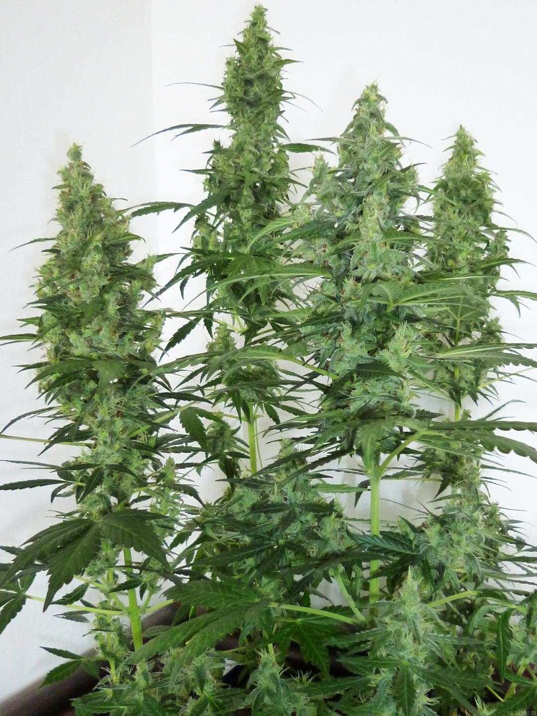 strain_thumbnail