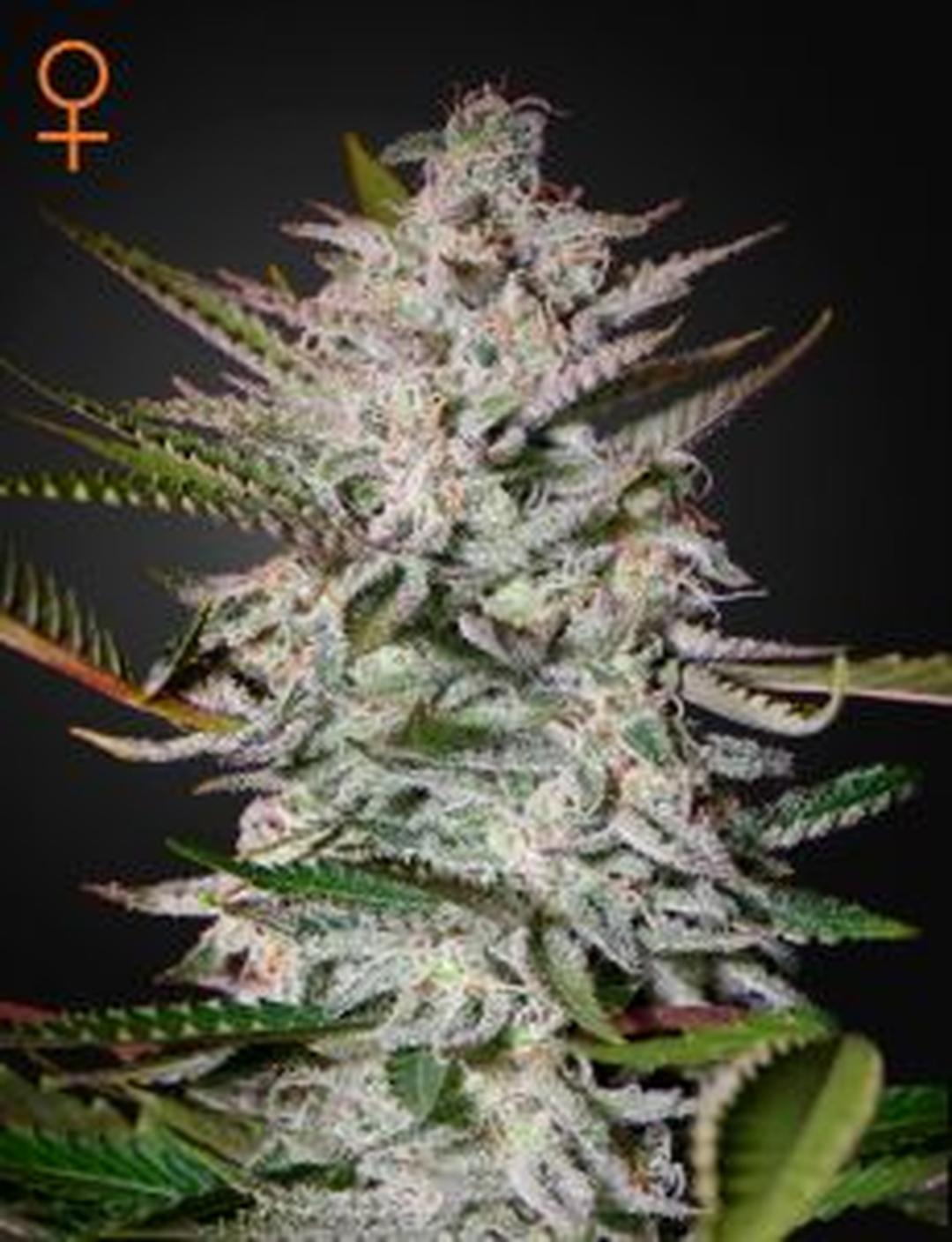 strain_thumbnail
