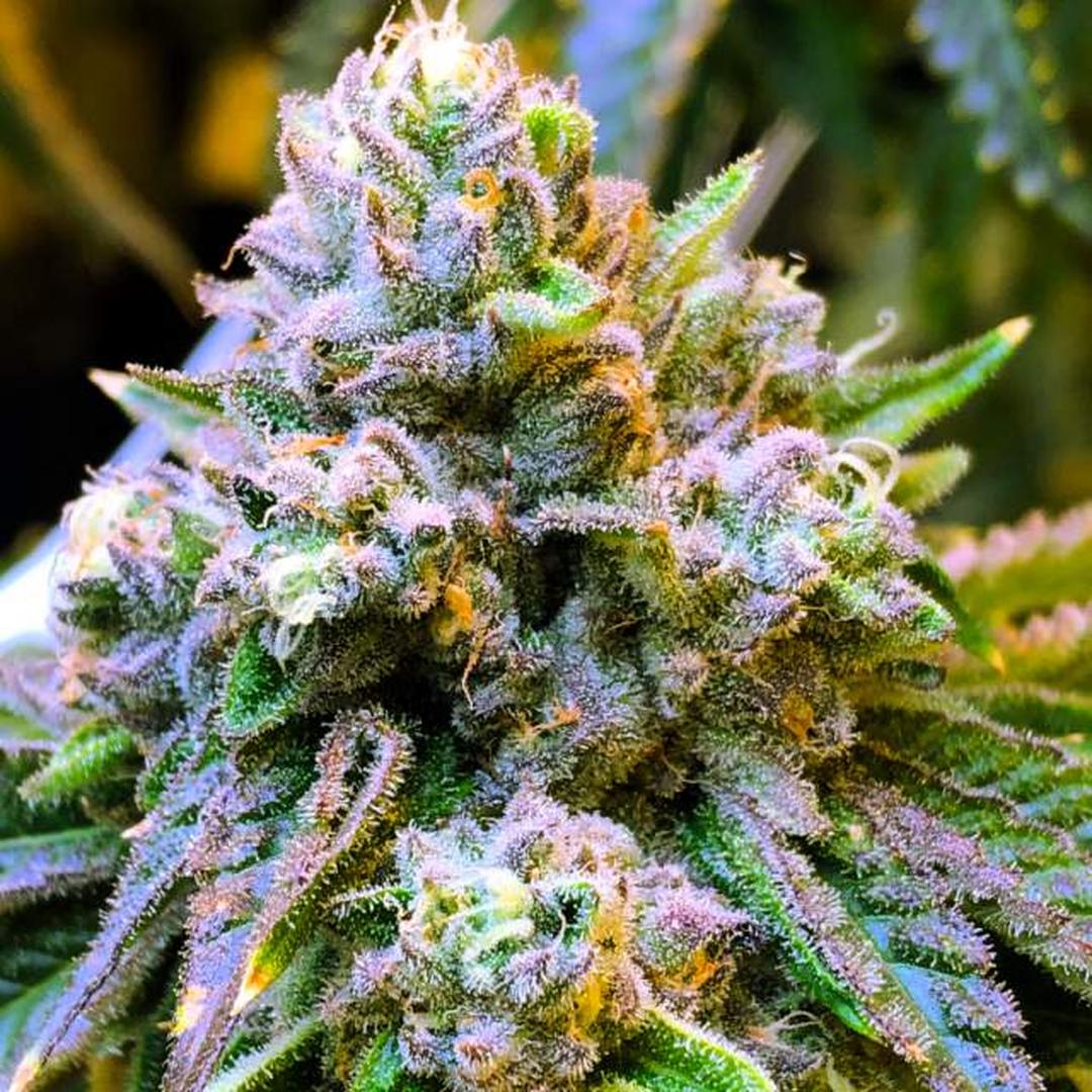 strain_thumbnail