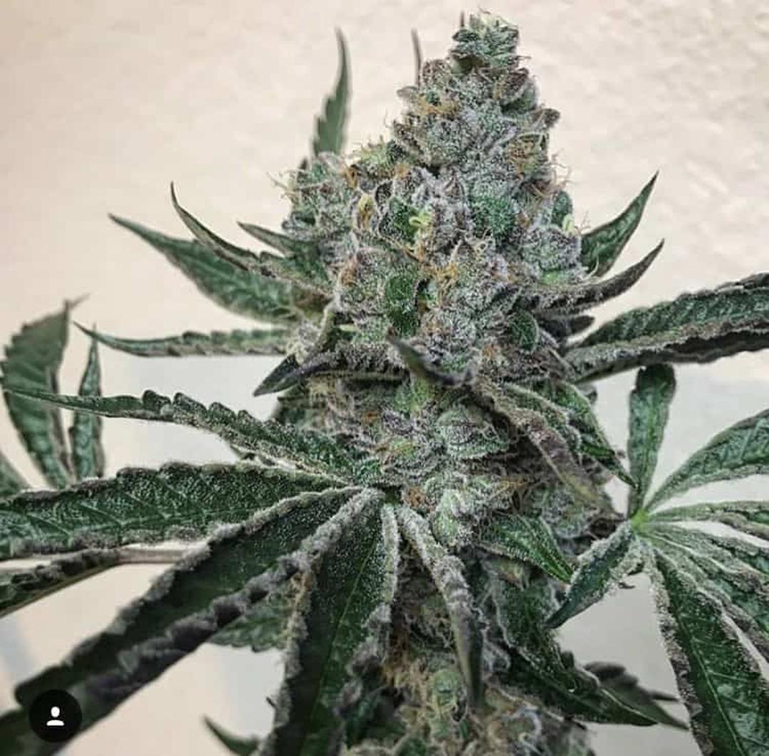 strain_thumbnail
