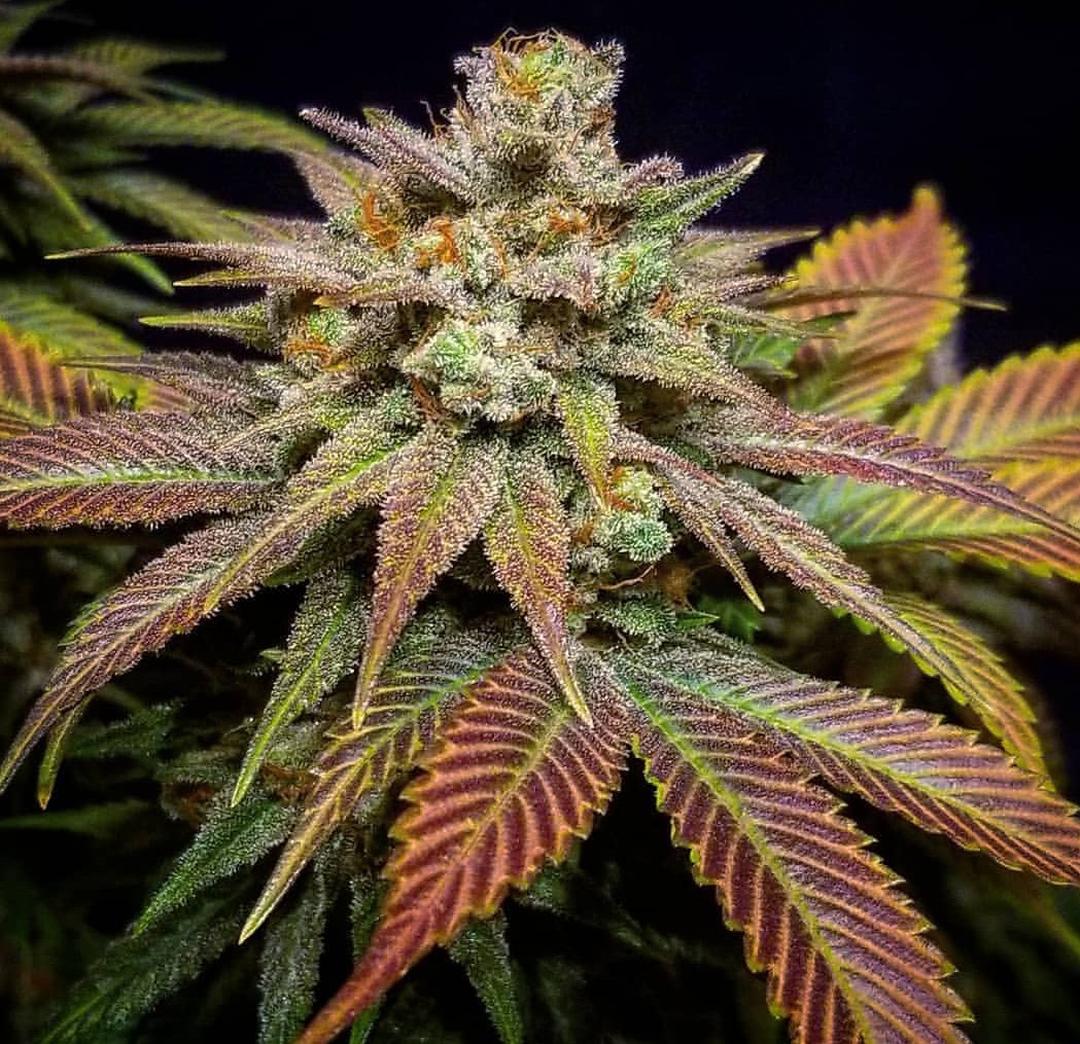 strain_thumbnail