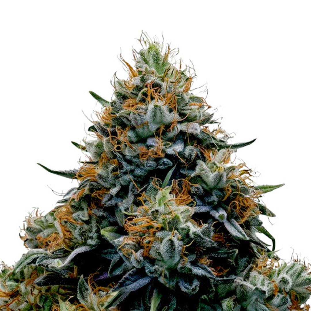 strain_thumbnail