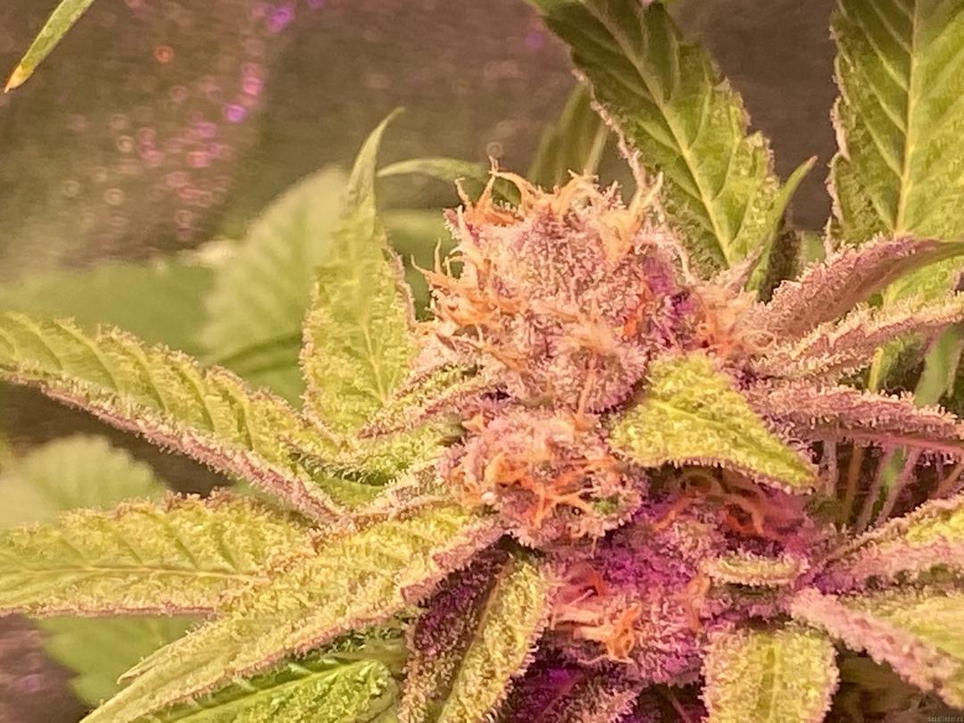 strain_thumbnail
