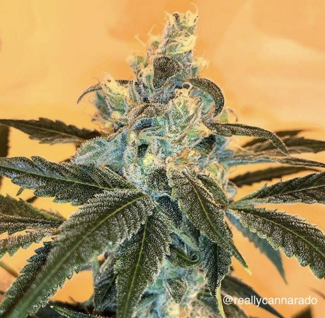 strain_thumbnail