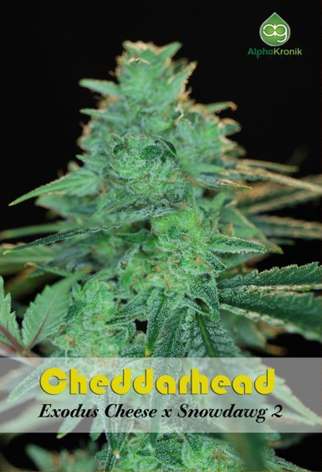 strain_thumbnail