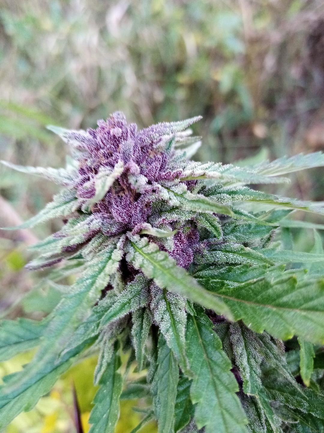 strain_thumbnail