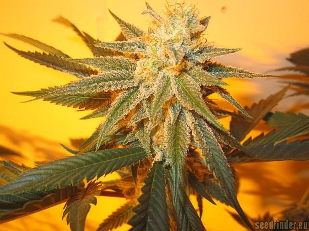 strain_thumbnail