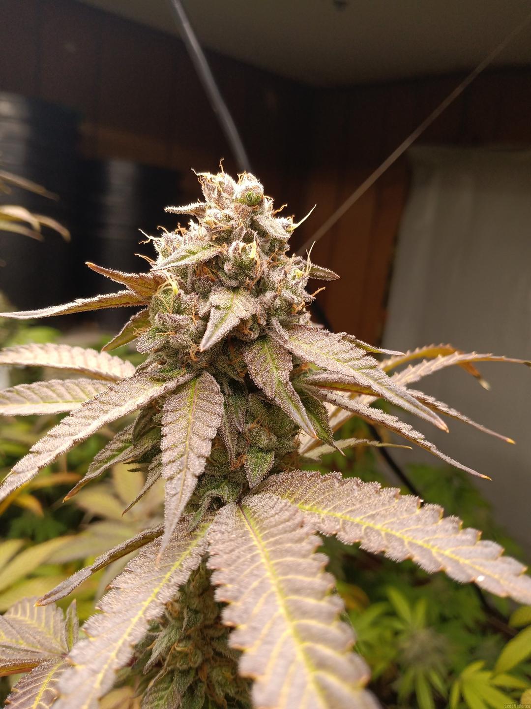 strain_thumbnail