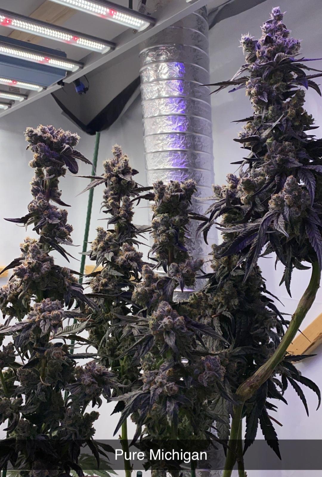 strain_thumbnail