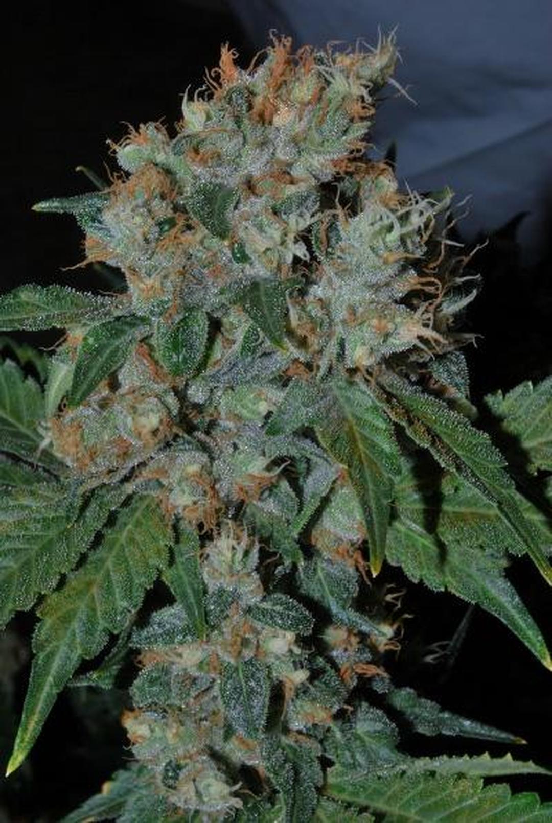 strain_thumbnail