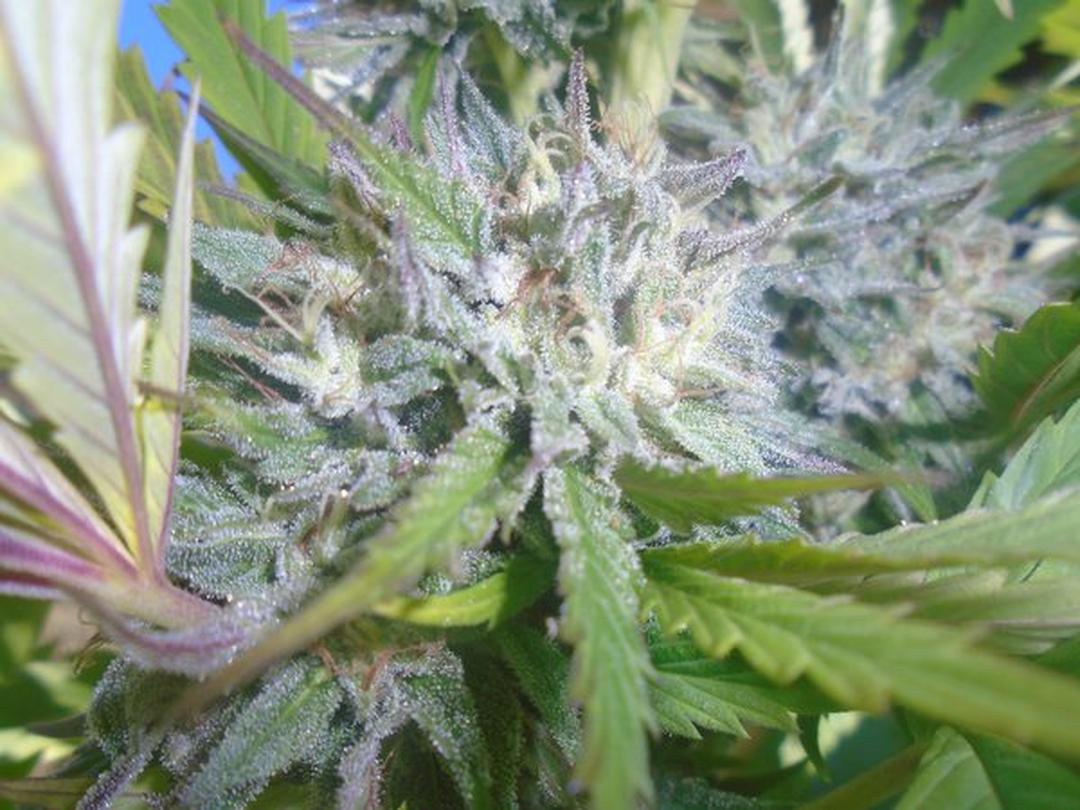 strain_thumbnail