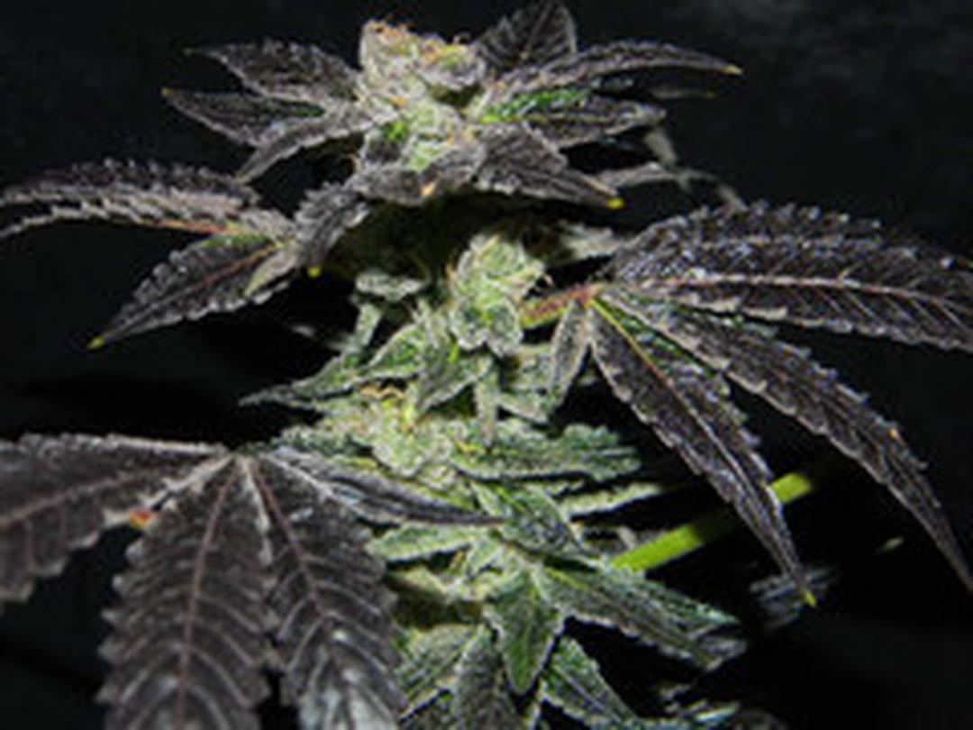 strain_thumbnail